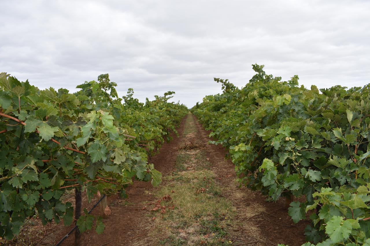 דירות פנולה A Coonawarra Experience מראה חיצוני תמונה